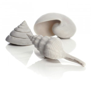 Set 3 cochilii de mare biOrb, bej