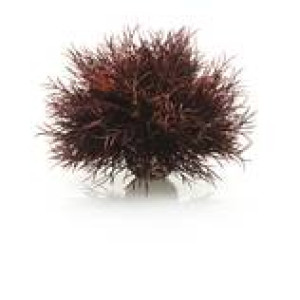 Decoratiune crin purpuriu