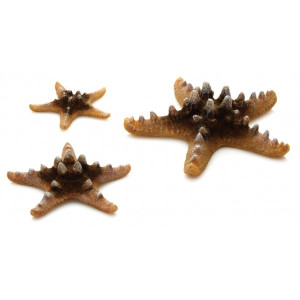 Set 3 stelute de mare culoare naturala