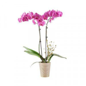 Substrat pentru orhidee Floria, 3 litri